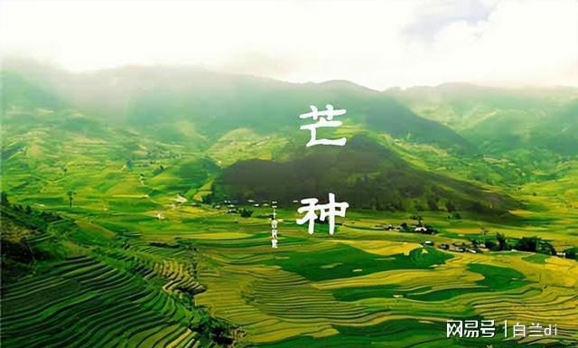 年一遇！4大特点提前知老农急呼早防备尊龙凯时app平台2025芒种60(图3)